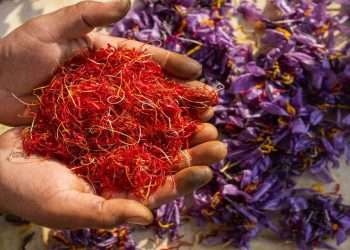 Saffron crop is ready in Kashmir, aroma is spreading in Pampore, see pictures