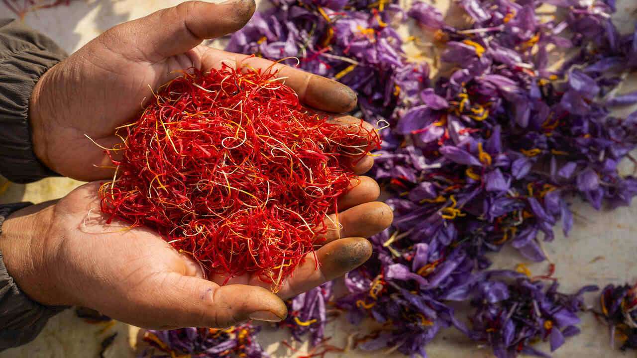 Saffron crop is ready in Kashmir, aroma is spreading in Pampore, see pictures