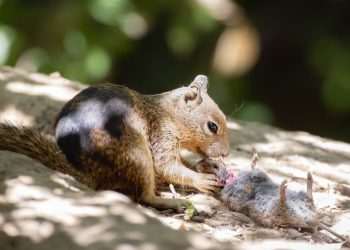 Killer squirrels caught devouring voles for dinner in shock footage that reveals rodent is a blood-thirsty meat eater
