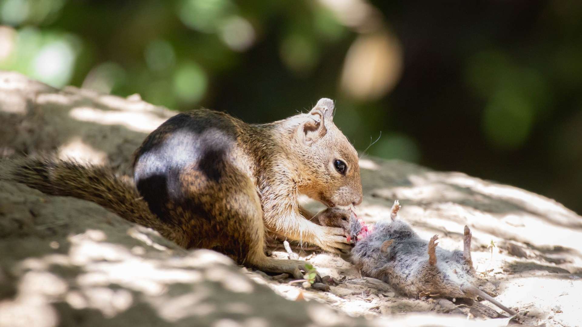 Killer squirrels caught devouring voles for dinner in shock footage that reveals rodent is a blood-thirsty meat eater