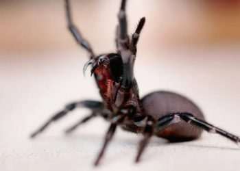 Earth’s deadliest spiders including funnel-web that kills in just 15 minutes and Brazilian biter that triggers erections