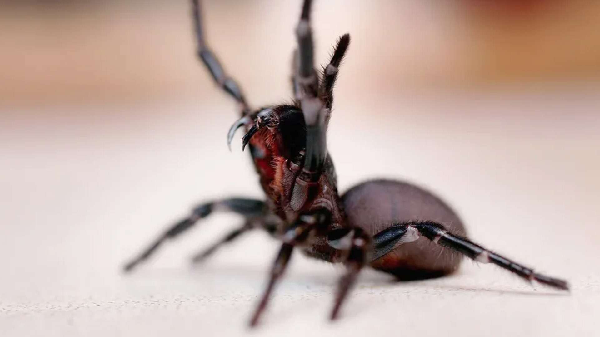 Earth’s deadliest spiders including funnel-web that kills in just 15 minutes and Brazilian biter that triggers erections