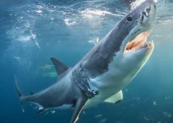 Great white sharks with bulging ‘enlarged BRAINS’ washing up dead on beaches at alarming rate  – and no one knows why