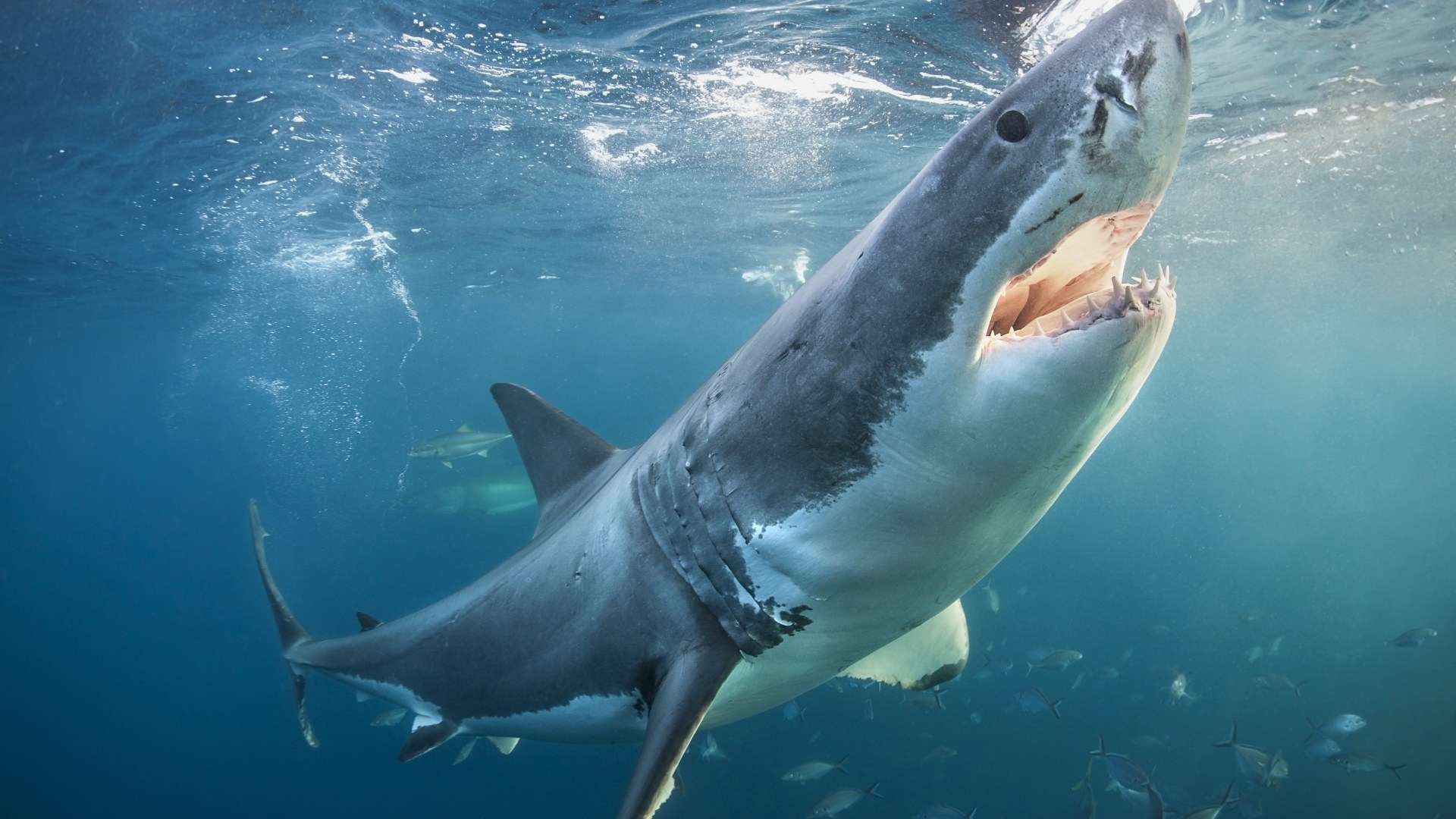 Great white sharks with bulging ‘enlarged BRAINS’ washing up dead on beaches at alarming rate  – and no one knows why
