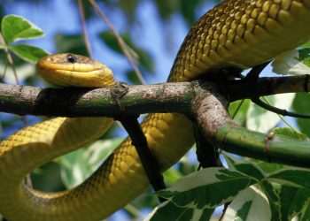 New species of 7ft snake has invaded UK, warn researchers – and they could be seeking refuge in your HOUSE