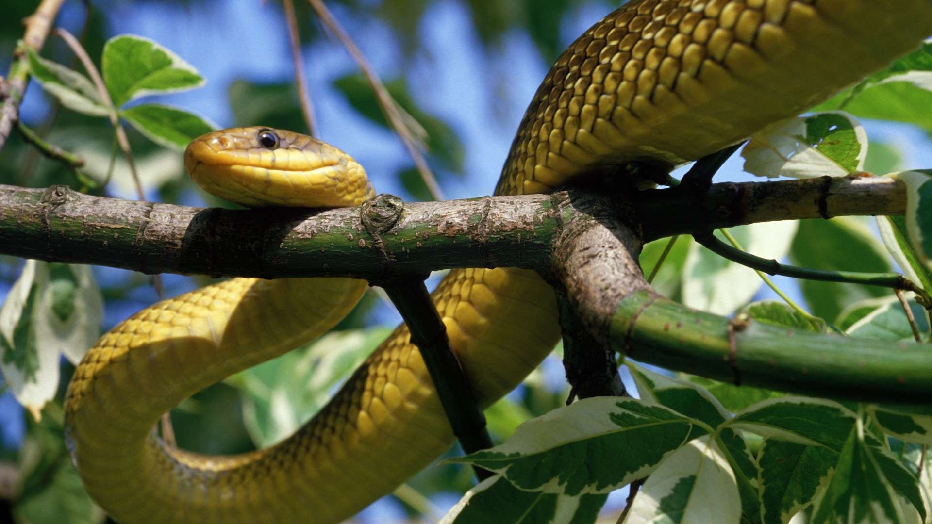 New species of 7ft snake has invaded UK, warn researchers – and they could be seeking refuge in your HOUSE