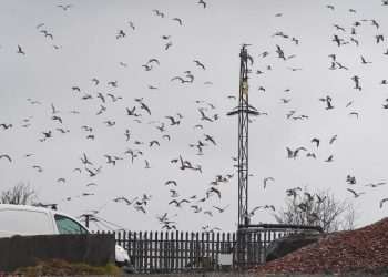 Our village is held hostage by psycho seagulls dropping bones from sky in scenes straight out of a Hitchcock horror film