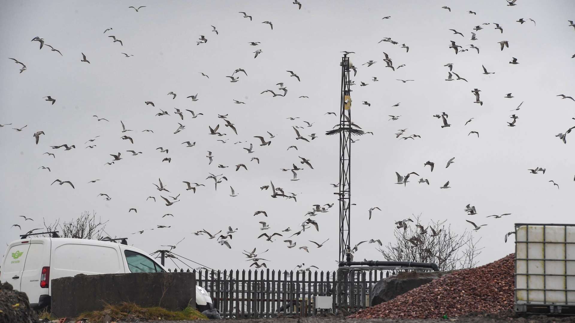 Our village is held hostage by psycho seagulls dropping bones from sky in scenes straight out of a Hitchcock horror film