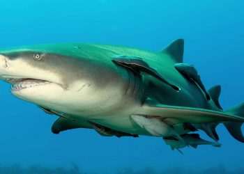 Megalodon grew to 80 FEET as shark’s ‘true form’ revealed for first time – and even babies were 13ft killing machines