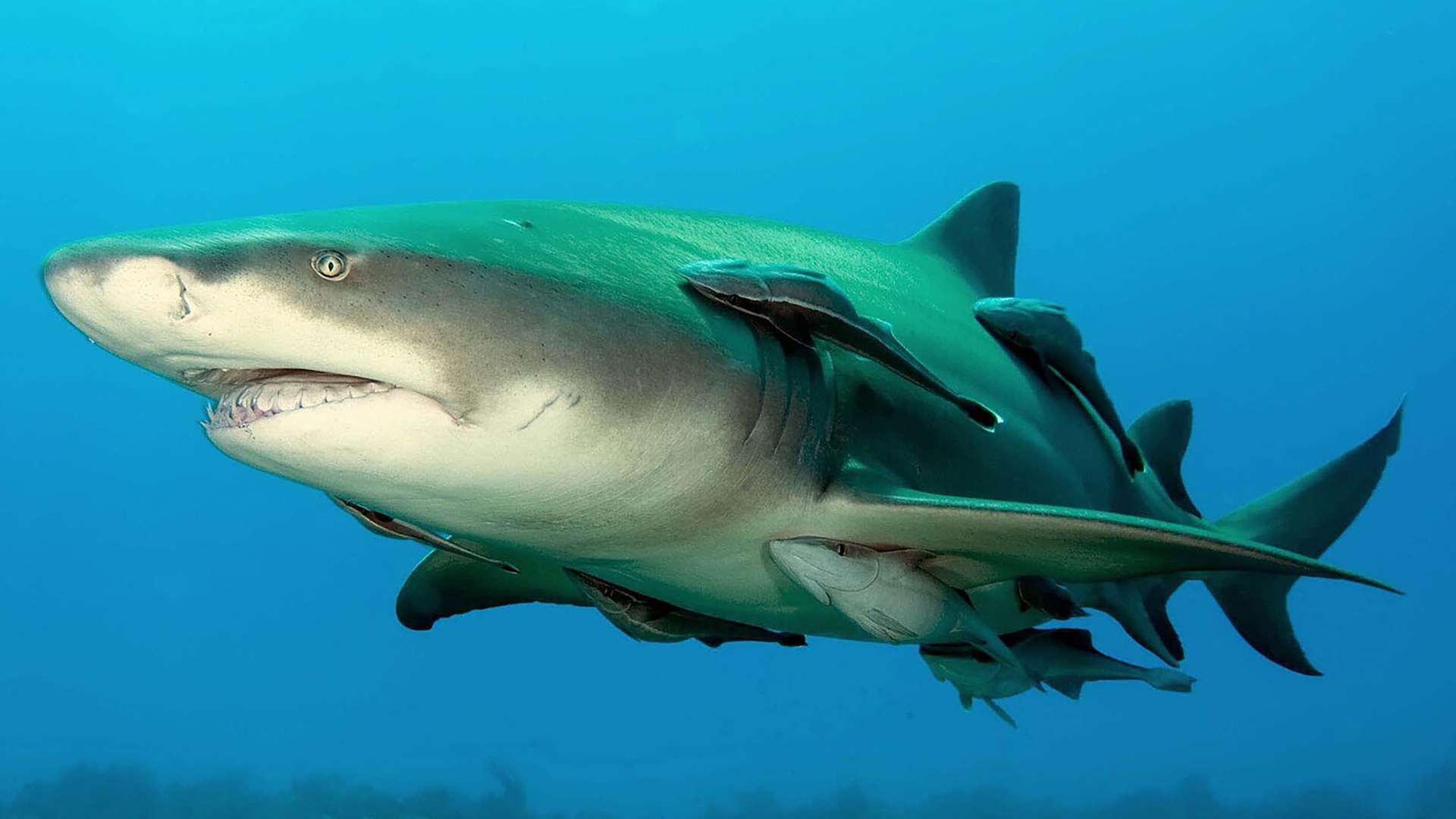 Megalodon grew to 80 FEET as shark’s ‘true form’ revealed for first time – and even babies were 13ft killing machines