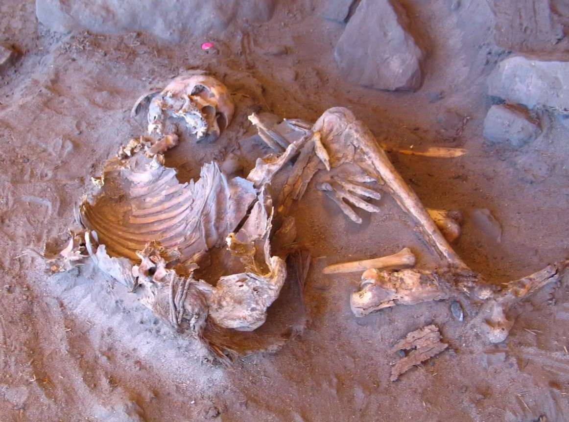 Ancient mummies from 7,000-years-ago reveal NEW unknown human ancestor that roamed the Sahara Desert
