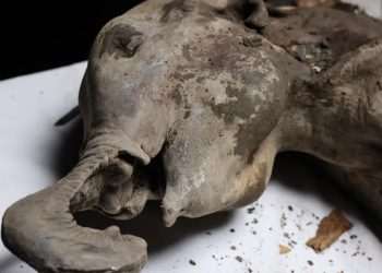 Necropsy on 400lb baby MAMMOTH frozen for 130,000 years carried out by Russian scientists – they even revealed its smell