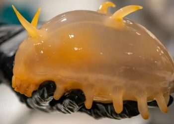 Nightmarish creatures found on Antarctica seafloor including eyeless ‘jelly pig’ from 19,500ft deep and 20-INCH spiders