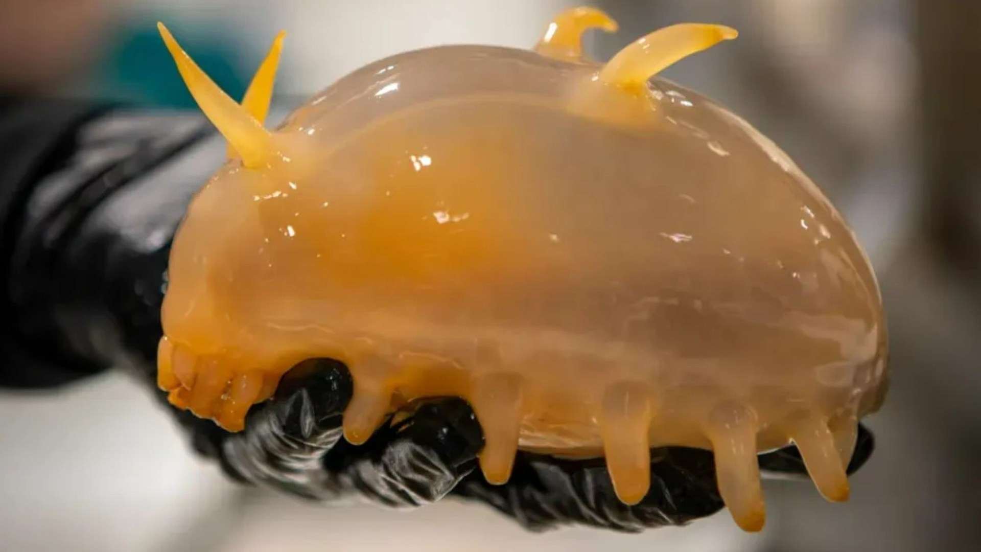 Nightmarish creatures found on Antarctica seafloor including eyeless ‘jelly pig’ from 19,500ft deep and 20-INCH spiders