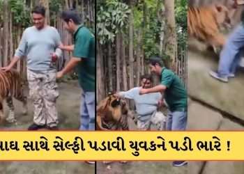 Tiger Attack Video: Tiger attack on Indian man going to selfie, incident video