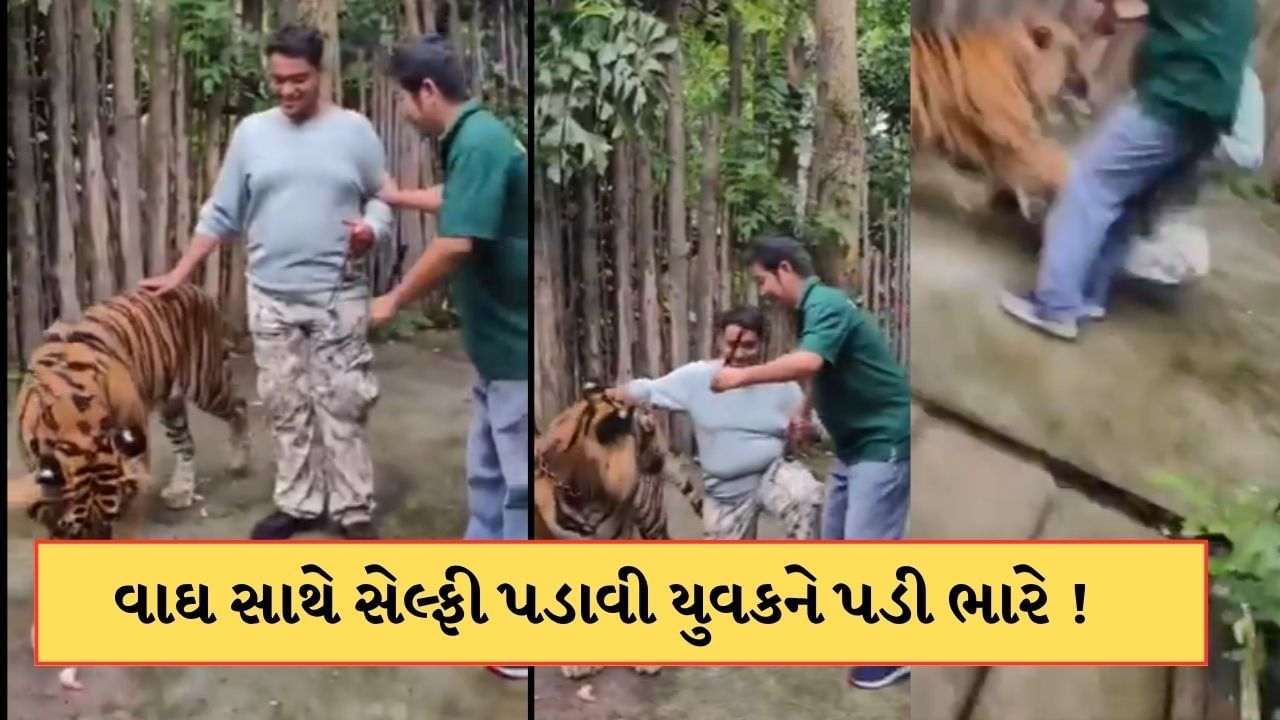 Tiger Attack Video: Tiger attack on Indian man going to selfie, incident video