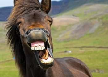 Huge number of horses’ facial expressions revealed as scientists discover equine ‘language’