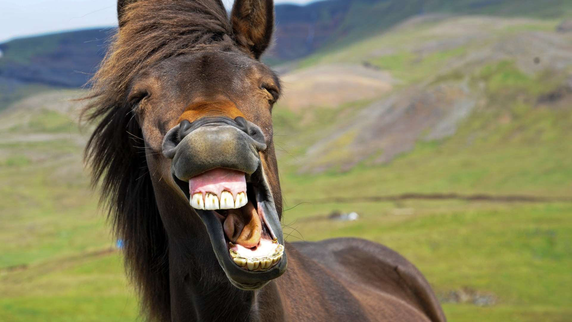 Huge number of horses’ facial expressions revealed as scientists discover equine ‘language’