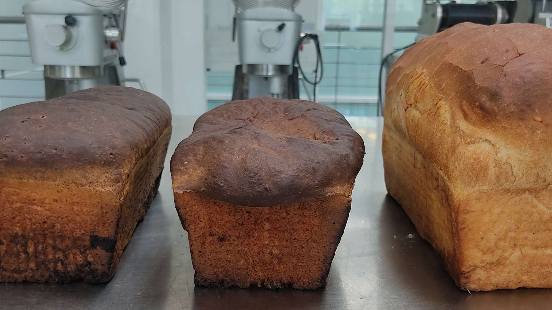 Is this the breakfast of the future? Bread made of BUGS & fungus created to fight food shortage – so would YOU try it?