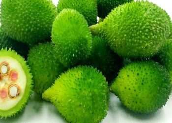 Increase the immune system in the monsoon? Include in the diet kankoda and get great benefits