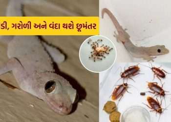 Lizards: Tired of lizards, ants and wands in the house? The easiest home remedies will remove them