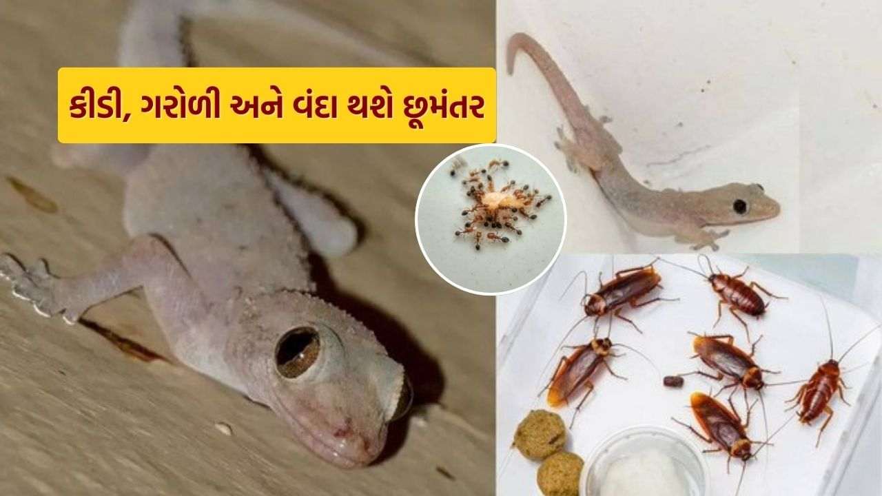 Lizards: Tired of lizards, ants and wands in the house? The easiest home remedies will remove them