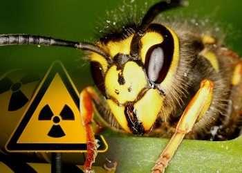 Nest of radioactive WASPS found at nuclear site by officials