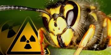 Nest of radioactive WASPS found at nuclear site by officials