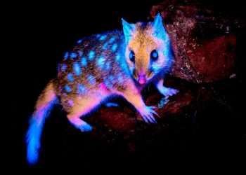 Remarkable glow in the dark creature captured on camera in the wild ‘for first time’ as it lights up in a neon blue