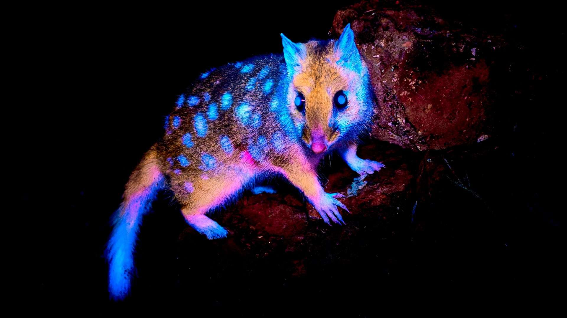 Remarkable glow in the dark creature captured on camera in the wild ‘for first time’ as it lights up in a neon blue