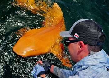 Bright ORANGE shark with white eyes spotted for the ‘first time ever’ after being reeled in by fisherman