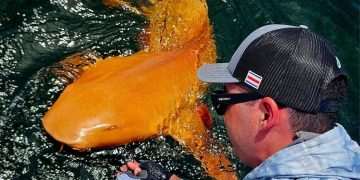 Bright ORANGE shark with white eyes spotted for the ‘first time ever’ after being reeled in by fisherman Bright ORANGE shark with white eyes spotted for the ‘first time ever’ after being reeled in by fisherman