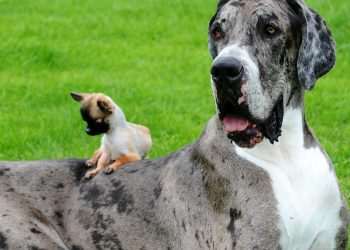 Giant 7ft dog, 2,500lb ‘Big Bill’ the pig and TUNA bigger than a man – supersize beasts revealed after 22-inch rat found