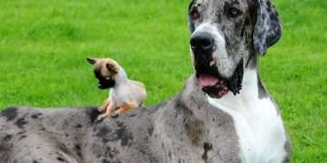 Giant 7ft dog, 2,500lb ‘Big Bill’ the pig and TUNA bigger than a man – supersize beasts revealed after 22-inch rat found