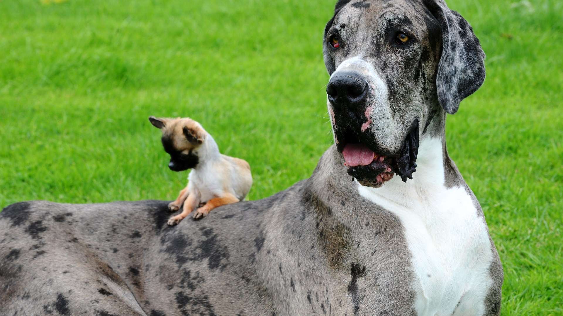 Giant 7ft dog, 2,500lb ‘Big Bill’ the pig and TUNA bigger than a man – supersize beasts revealed after 22-inch rat found