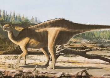 New 125 million year-old dinosaur species discovered on the Isle of Wight with unusual feature to attract partners