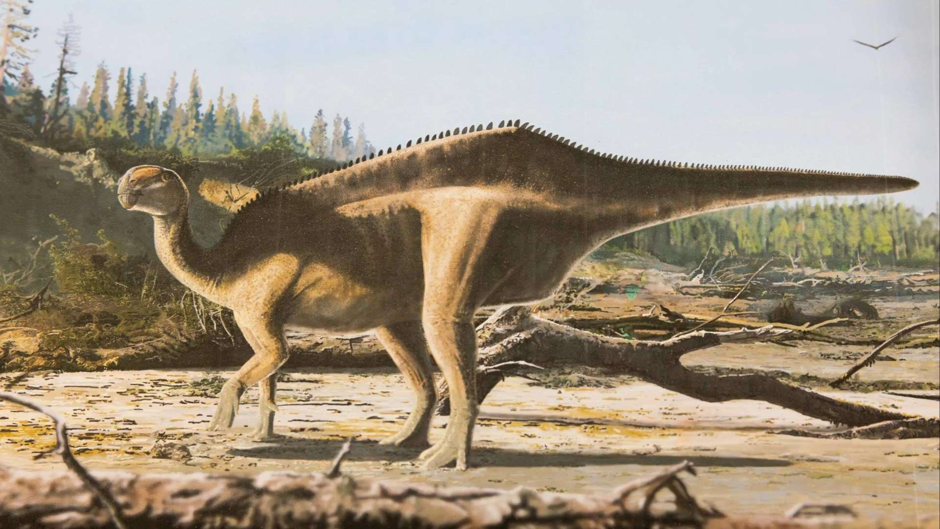 New 125 million year-old dinosaur species discovered on the Isle of Wight with unusual feature to attract partners
