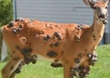 Now mutant DEER spotted with gruesome pus-filled sores after plague of ‘zombie squirrels’ overruns gardens