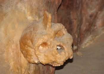 Mystery behind primitive horned skull fused to a cave WALL is finally solved