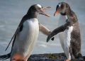Penguins do not all mate for life with some ­have affairs and getting ‘divorced’, reveals boffin