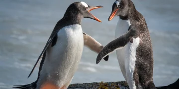 Penguins do not all mate for life with some ­have affairs and getting ‘divorced’, reveals boffin
