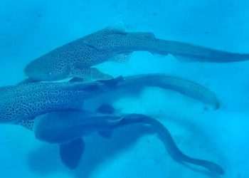 Randy sharks filmed having threesome in shocking world-first – but the two males didn’t last very long