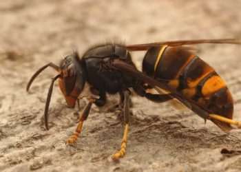 Urgent warning as MORE killer Asian hornet nests found in the UK after record-breaking year Urgent warning as MORE killer Asian hornet nests found in the UK after record-breaking year