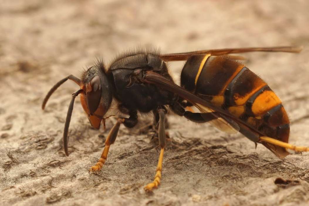 Urgent warning as MORE killer Asian hornet nests found in the UK after record-breaking year