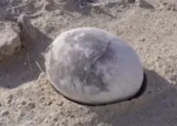 Moment archaeologists reveal perfectly preserved 70m-year-old dinosaur egg – now they’re going to find out what’s inside