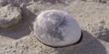 Moment archaeologists reveal perfectly preserved 70m-year-old dinosaur egg – now they’re going to find out what’s inside Moment archaeologists reveal perfectly preserved 70m-year-old dinosaur egg – now they’re going to find out what’s inside