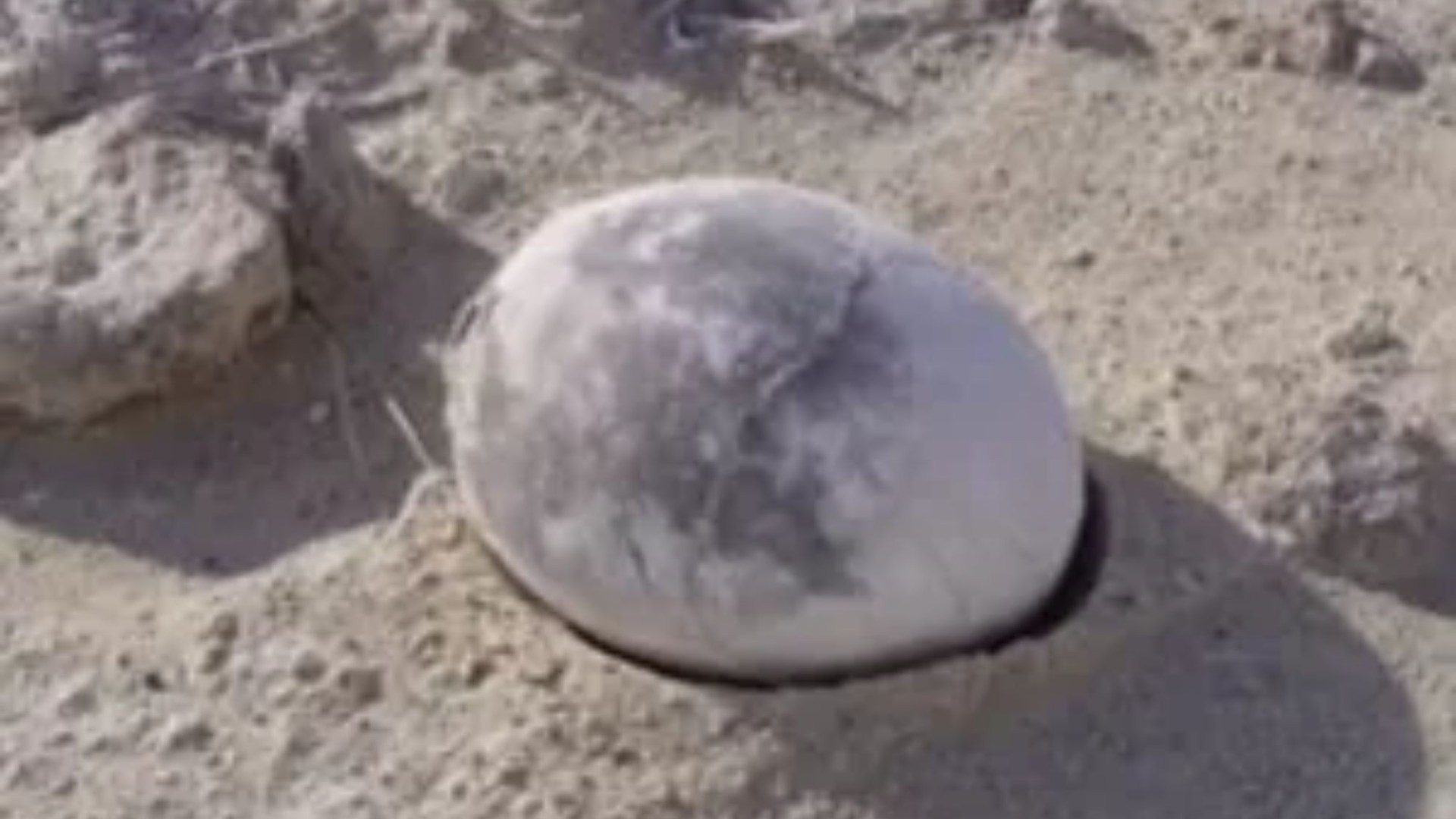 Moment archaeologists reveal perfectly preserved 70m-year-old dinosaur egg – now they’re going to find out what’s inside