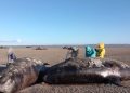 Scientists baffled as 26 killer whales wash up dead in mystery mass stranding – and no one knows exactly why Scientists baffled as 26 killer whales wash up dead in mystery mass stranding – and no one knows exactly why