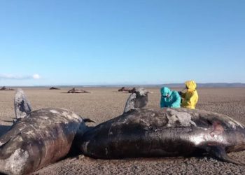 Scientists baffled as 26 killer whales wash up dead in mystery mass stranding – and no one knows exactly why