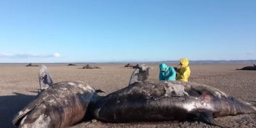Scientists baffled as 26 killer whales wash up dead in mystery mass stranding – and no one knows exactly why Scientists baffled as 26 killer whales wash up dead in mystery mass stranding – and no one knows exactly why